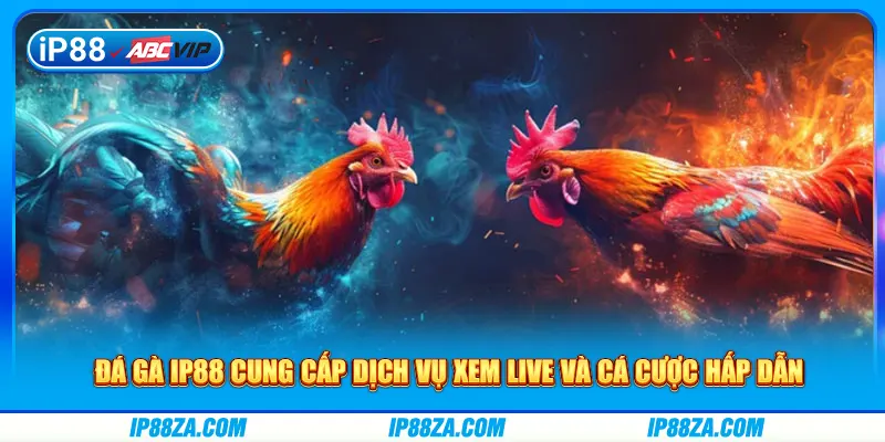 Đá gà IP88 cung cấp dịch vụ xem live và cá cược hấp dẫn