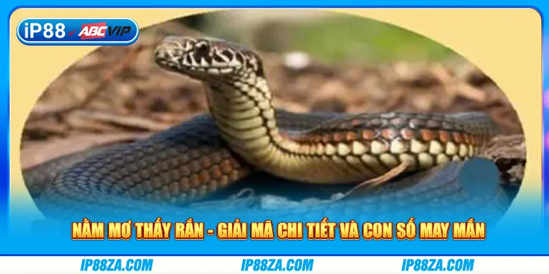 Nằm Mơ Thấy Rắn - Giải Mã Chi Tiết Và Con Số May Mắn