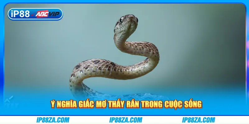Ý nghĩa giấc mơ thấy rắn trong cuộc sống
