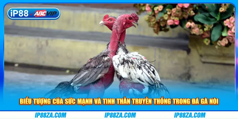 Biểu tượng của sức mạnh và tinh thần truyền thống trong đá gà nòi