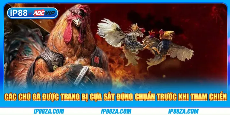 Các chú gà được trang bị cựa sắt đúng chuẩn trước khi tham chiến