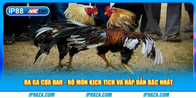 Đá Gà Cựa Dao - Bộ Môn Kịch Tích Và Hấp Dẫn Bậc Nhất