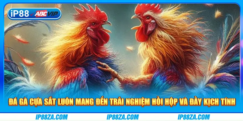 Đá gà cựa sắt luôn mang đến trải nghiệm hồi hộp và đầy kịch tính