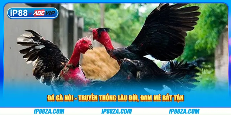 Đá Gà Nòi - Truyền Thống Lâu Đời, Đam Mê Bất Tận