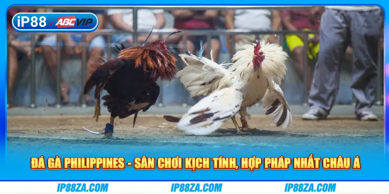 Đá Gà Philippines - Sân Chơi Kịch Tính, Hợp Pháp Nhất Châu Á