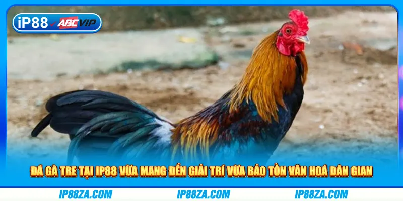 Đá gà tre tại IP88 vừa mang đến giải trí vừa bảo tồn văn hoá dân gian