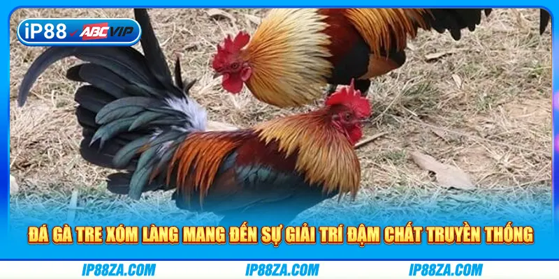 Đá gà tre xóm làng mang đến sự giải trí đậm chất truyền thống