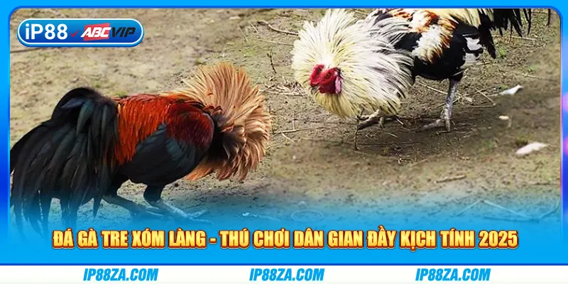Đá Gà Tre Xóm Làng - Thú Chơi Dân Gian Đầy Kịch Tính 2025