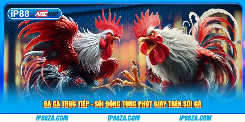 Đá Gà Trực Tiếp - Sôi Động Từng Phút Giây Trên Sới Gà
