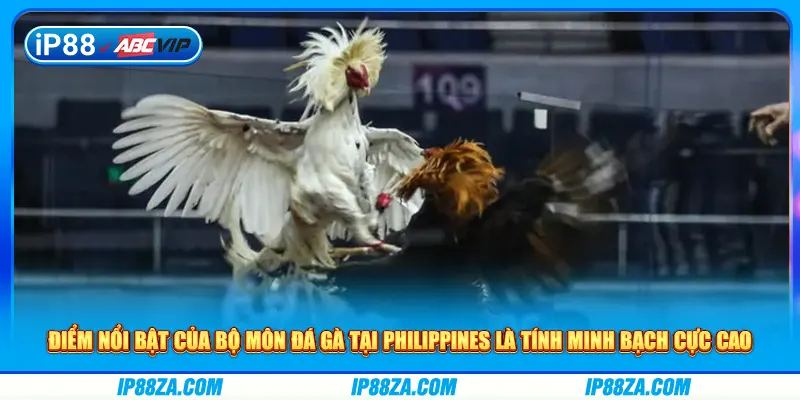 Điểm nổi bật của bộ môn đá gà tại Philippines là tính minh bạch cực cao