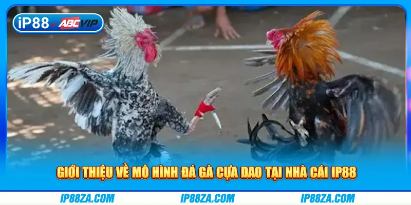 Giới thiệu về mô hình đá gà cựa dao tại nhà cái IP88