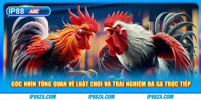 Góc nhìn tổng quan về luật chơi và trải nghiệm đá gà trực tiếp