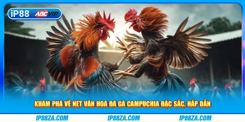Khám phá về nét văn hoá đá gà campuchia đặc sắc, hấp dẫn