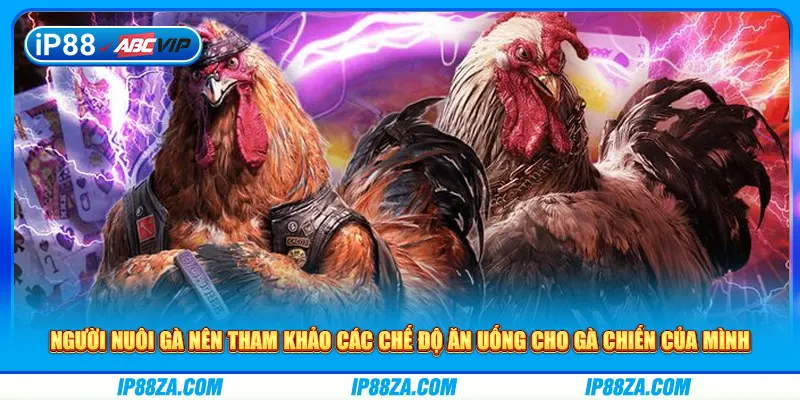 Người nuôi gà nên tham khảo các chế độ ăn uống cho gà chiến của mình