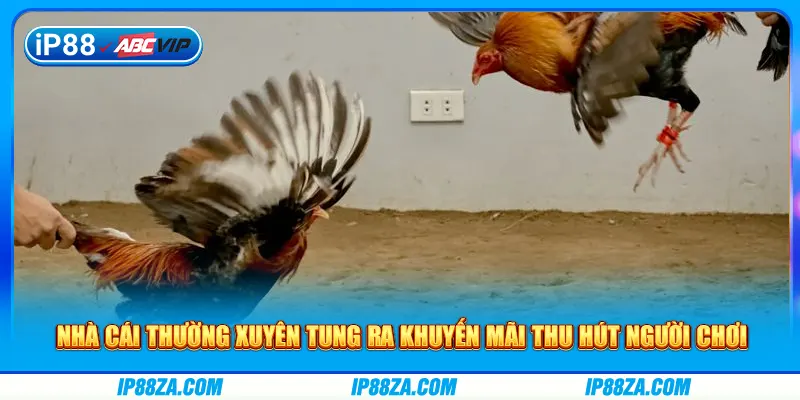 Nhà cái thường xuyên tung ra khuyến mãi thu hút người chơi