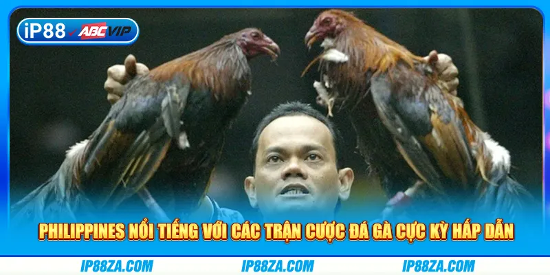 Philippines nổi tiếng với các trận cược đá gà cực kỳ hấp dẫn