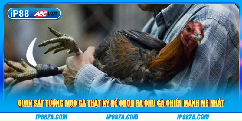 Quan sát tướng mạo gà thật kỹ để chọn ra chú gà chiến mạnh mẽ nhất