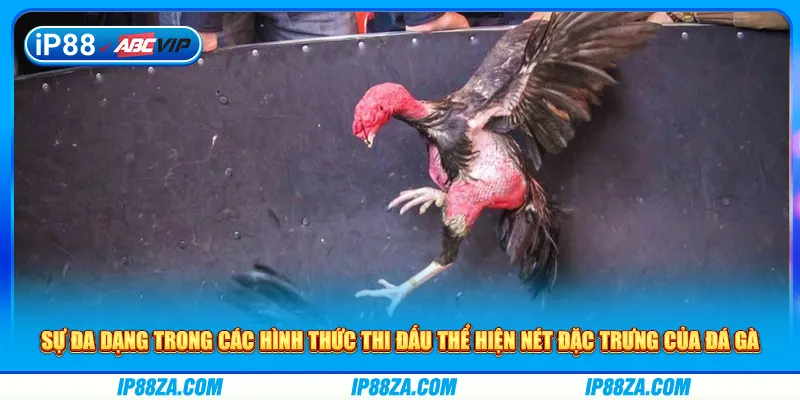 Sự đa dạng trong các hình thức thi đấu thể hiện nét đặc trưng của đá gà