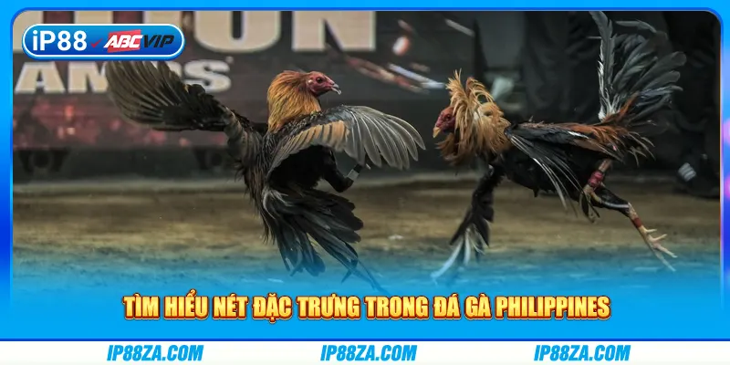 Tìm hiểu nét đặc trưng trong đá gà Philippines