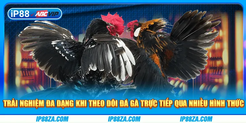 Trải nghiệm đa dạng khi theo dõi đá gà trực tiếp qua nhiều hình thức